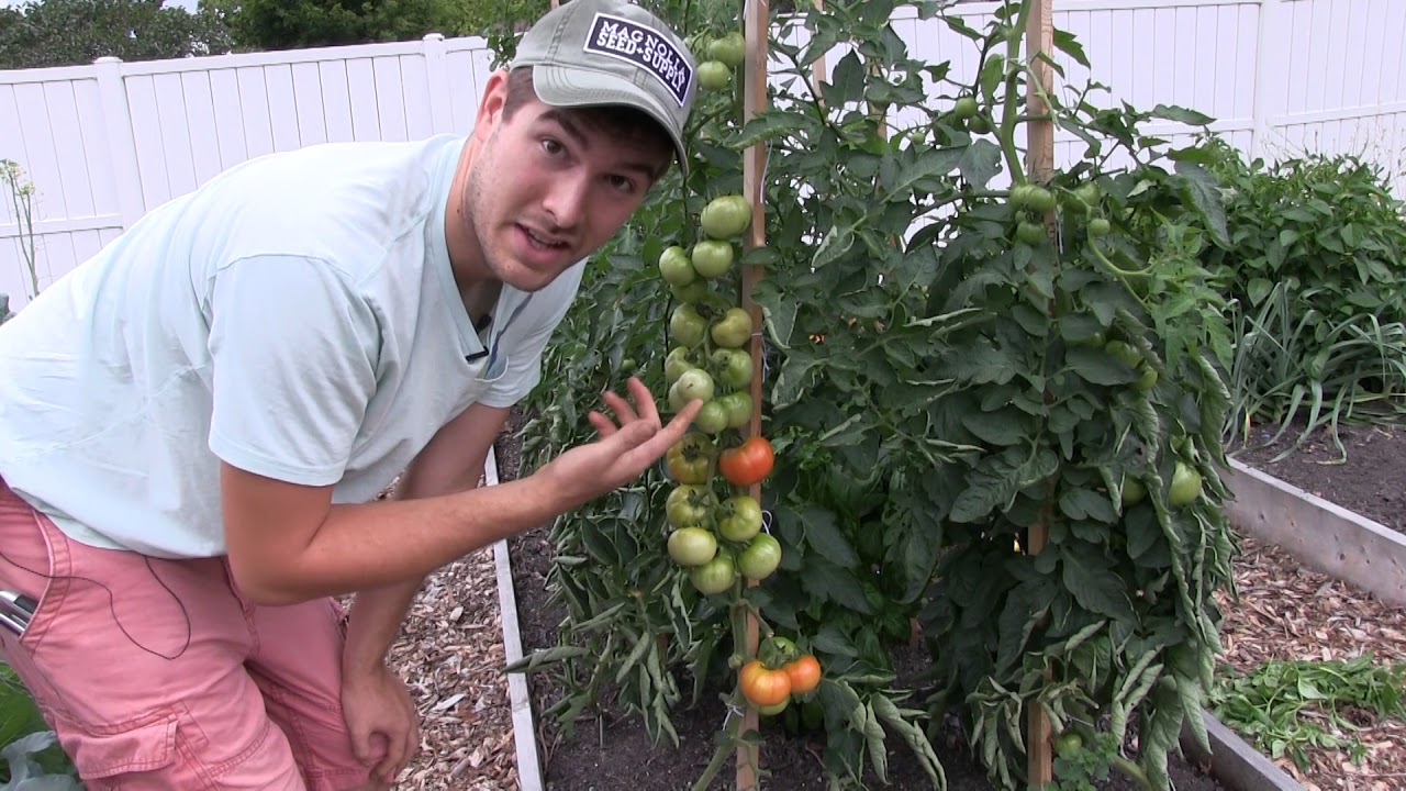 Complete Heirloom Tomato Tour & Harvest! + A first Look at A NEW Tomato Variety
