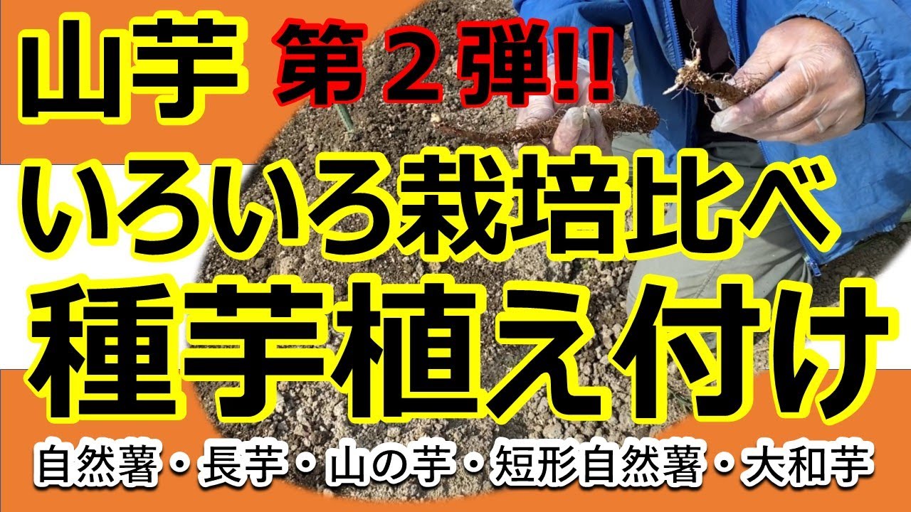【山芋栽培】山芋いろいろ栽培比べ【第2弾】