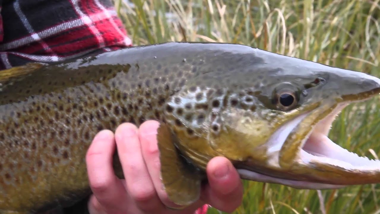 Gone West & Manic Tackle Project present Winter wandering!
