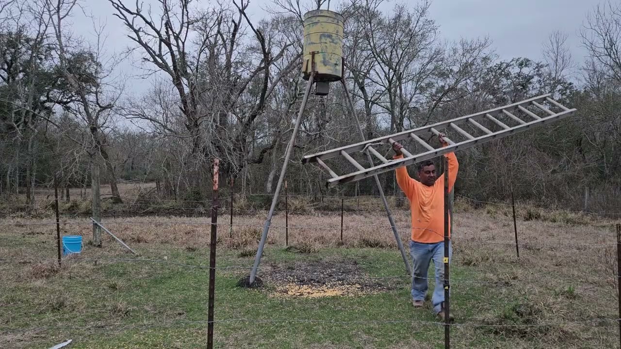 Preparando los comederos para los puercos 