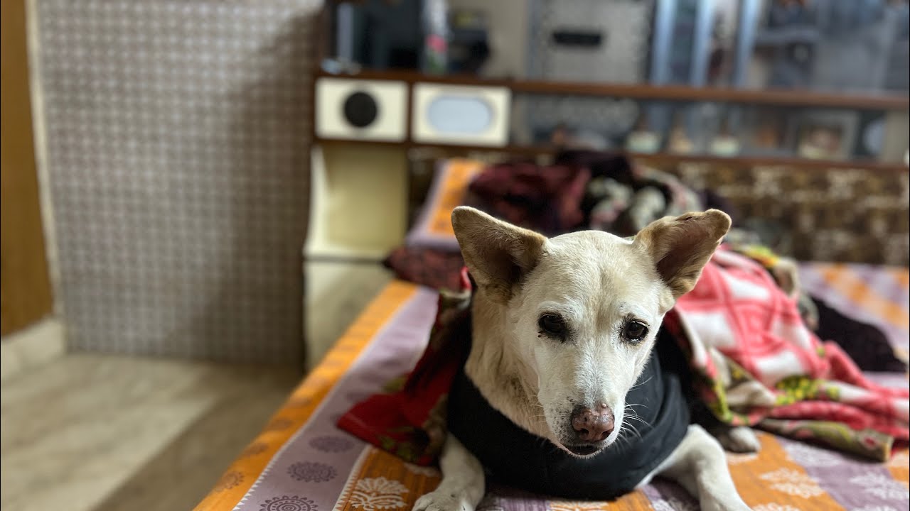 आज का दिन बच्चों के साथ 🐕‍🦺❤️