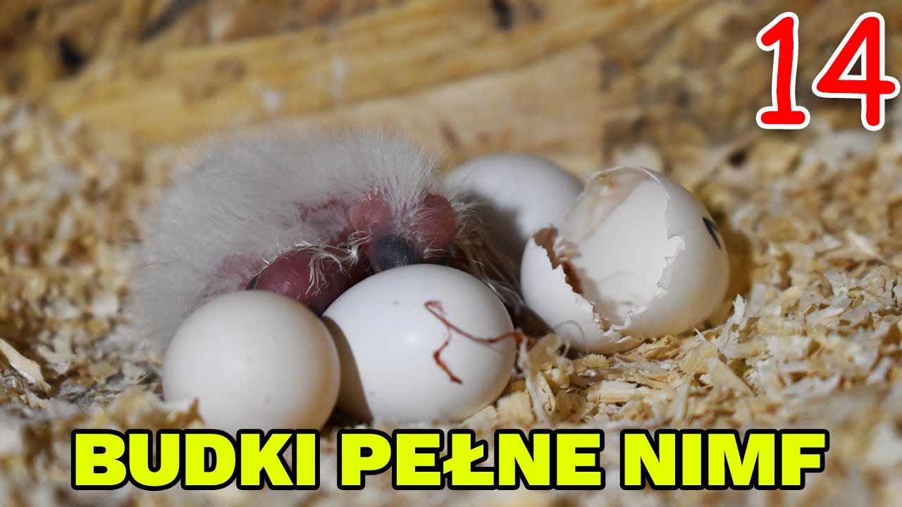 PRZEGLĄD HODOWLI: MAŁE NIMFY! ILE ICH JEST?