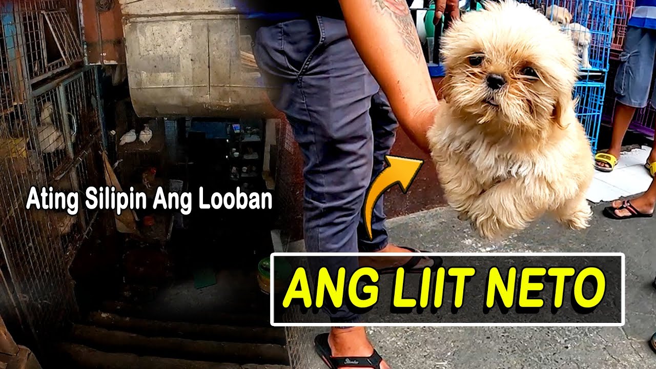 BUDGET MEAL NA MGA PETS SA ARRANQUE ATING SILIPIN / ARRANQUE SCENE