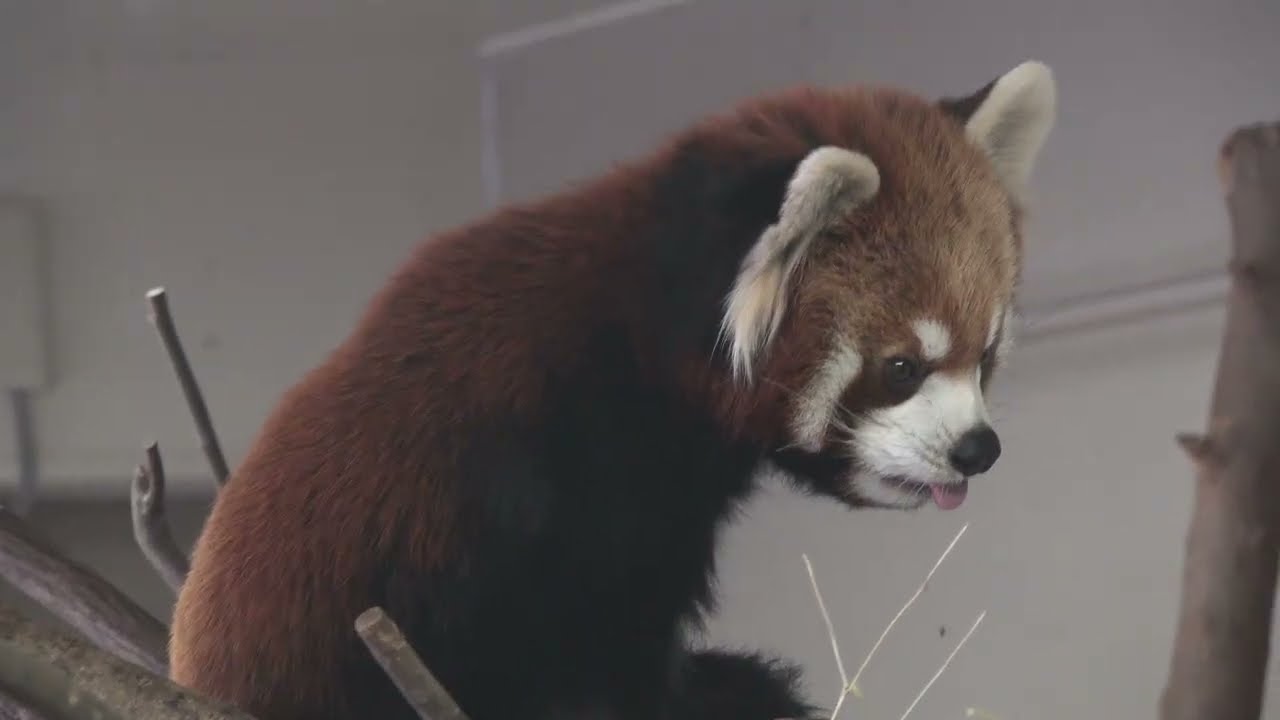 Red Panda Takenoko