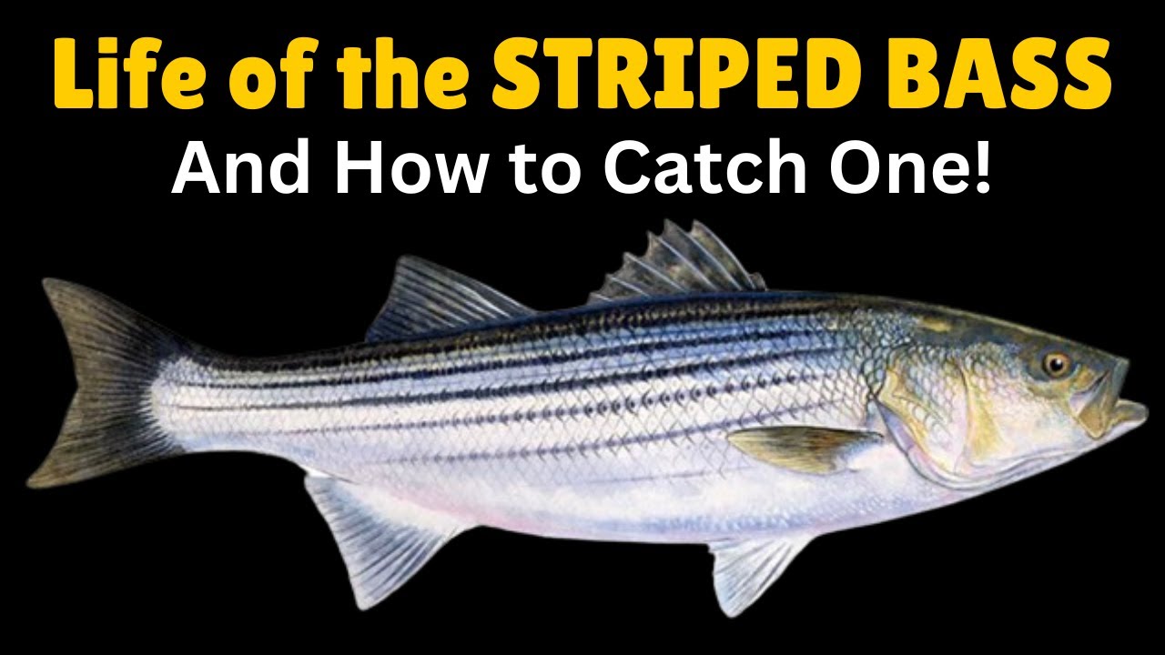 Life of the Striped Bass & How to Catch One!