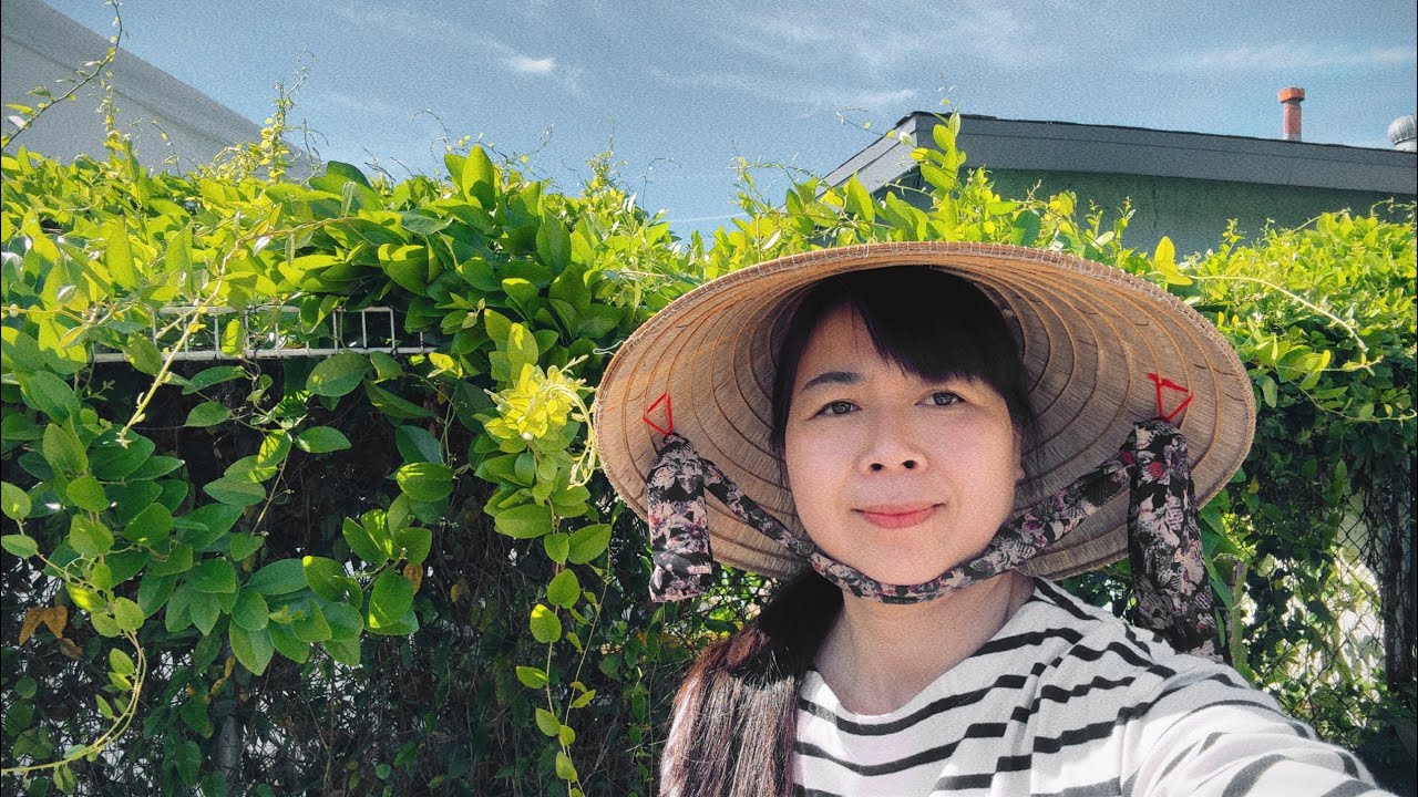 343- Vườn của mình hôm nay, khoe sắc rực rỡ,đón chào mùa xuân. #beautiful 