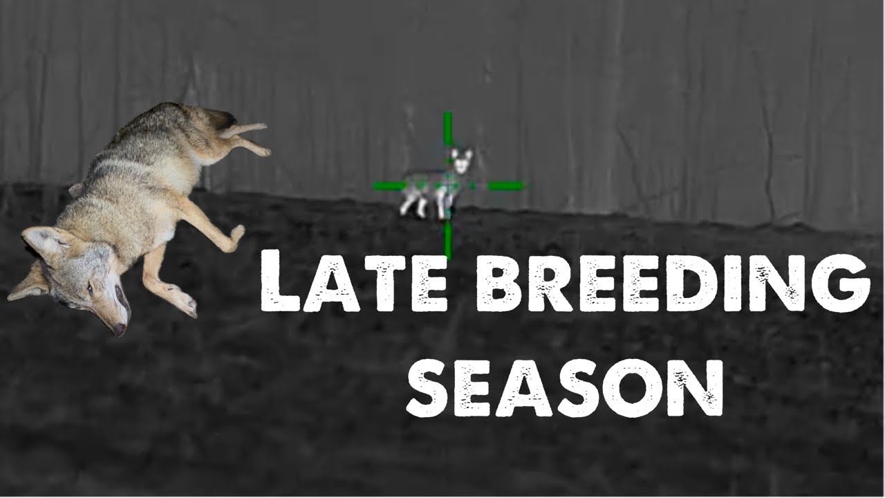 Thermal coyote hunting in tough conditions!