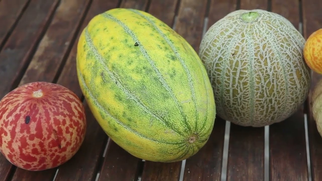 Comment faire ses graines de melon PULAAR