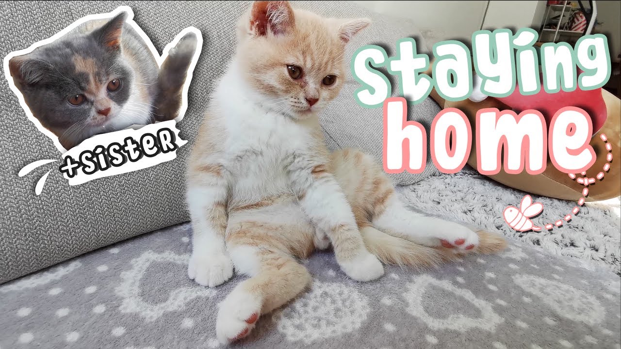 Staying Home With My Cute Cats