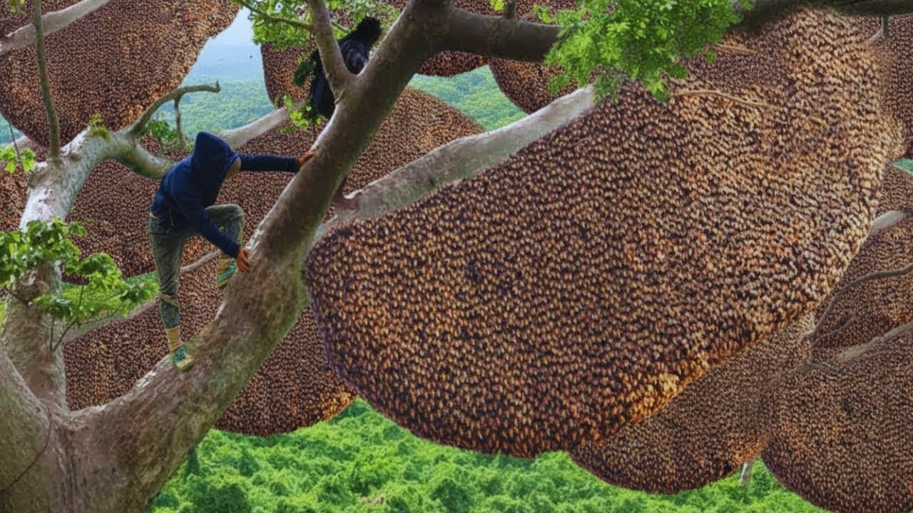 Forest Honey Harvest 2026 – Hunting Giant Beehives High Above the Jungle