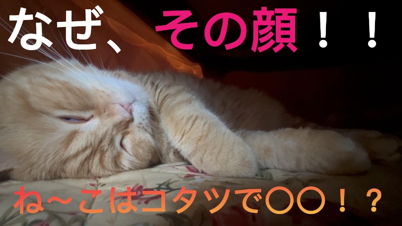 『ね～こはコタツで〇〇！？』～コタツのぬくもりはねこもやみつき？～