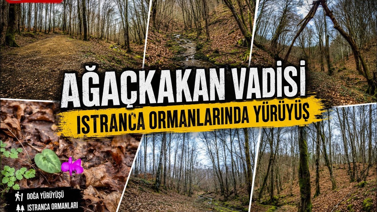 Walking Through Istranca Forest — Woodpecker Valley | Istranca Ormanlarında Yürüyüş—Ağaçkakan Vadisi