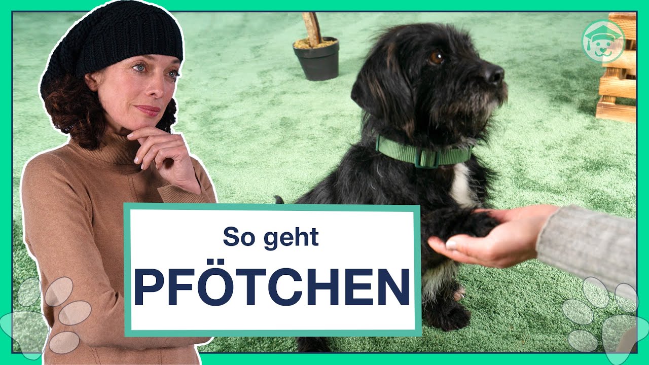 Hund PF&Ouml;TCHEN geben beibringen? (Probiere diese 3 Schritte Anleitung)