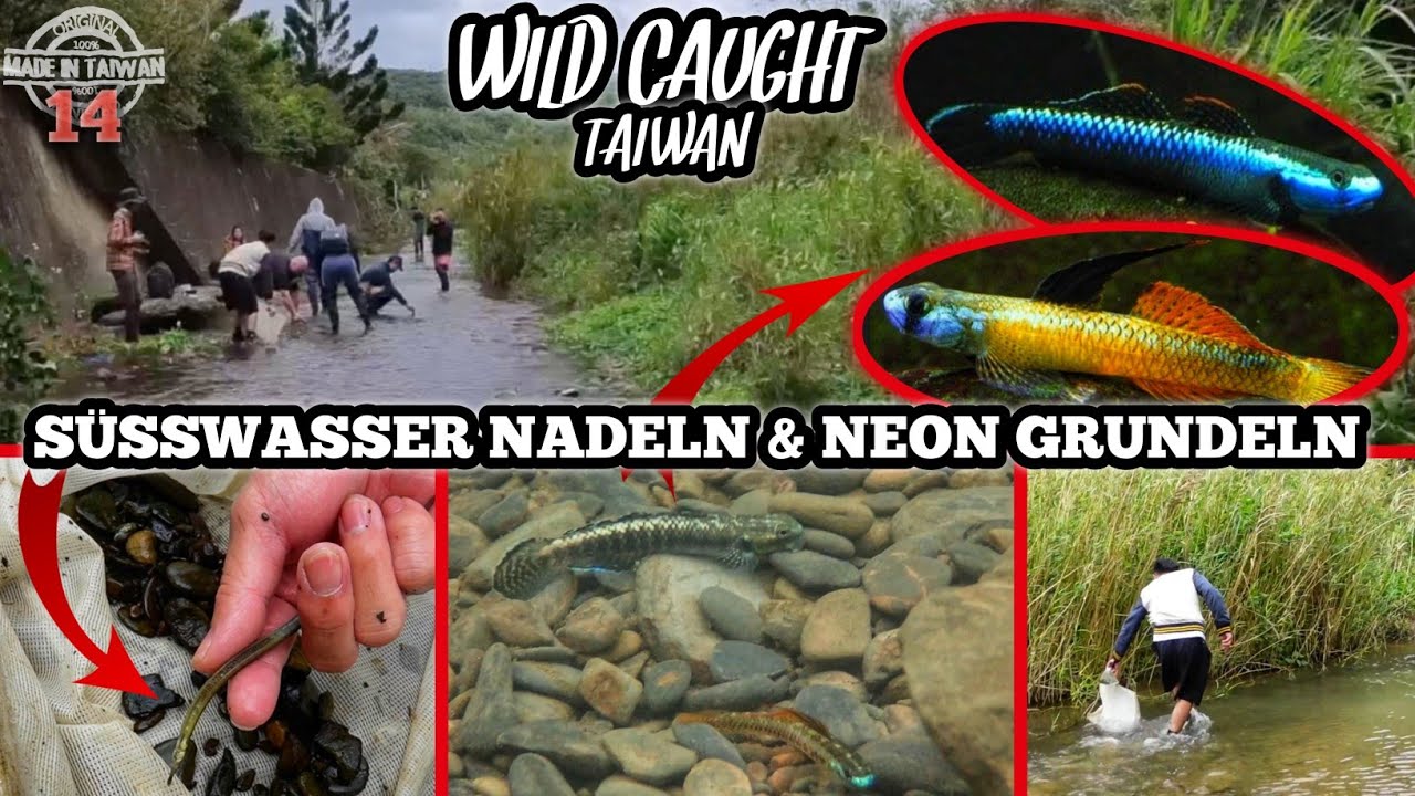 BIOTOP der SCHÖNSTEN Aquarium FISCHE Taiwans! | WILD CAUGHT TAIWAN