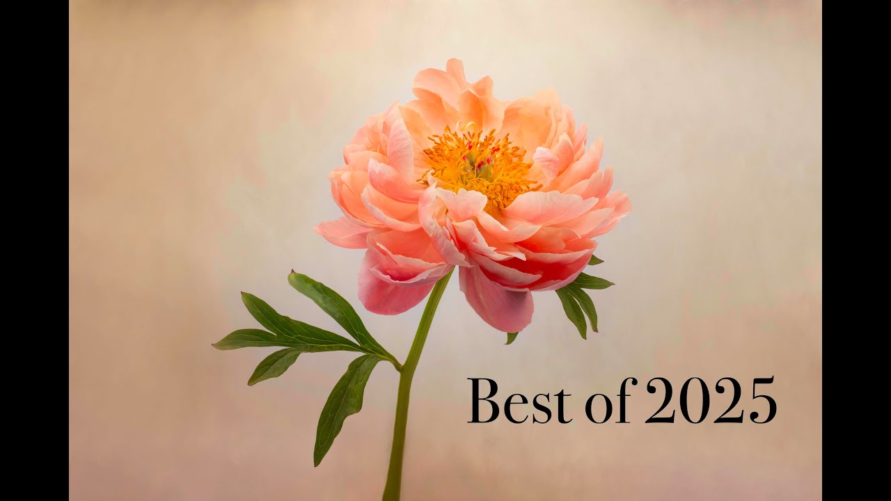My favourite photos of 2025  - a mix of outdoor garden, indoor and macro, and more!