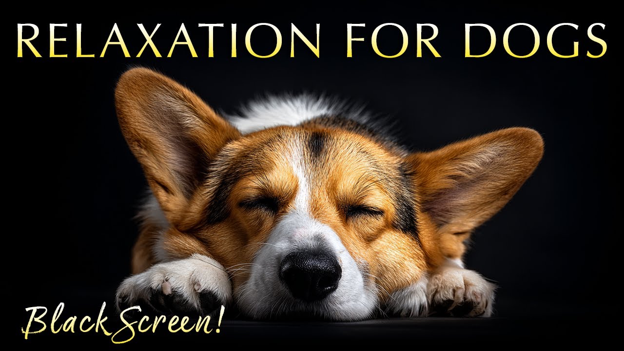 Calming 432Hz Music for Deep Relaxation 🐶 Black Screen for Dogs & People