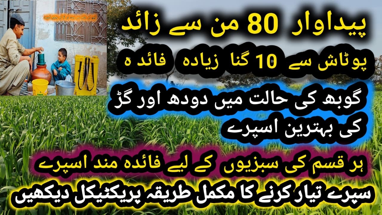Milk + Jaggery Spray Secret 🌱Fast Plant Growth Organic Farming#panjab plantgrowth #naturalfertilizer