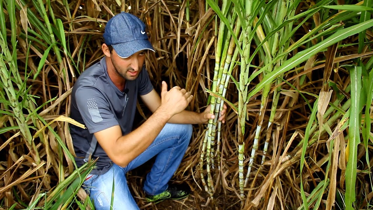 Agricultor aposta em diversificação com mudas de capim-elefante