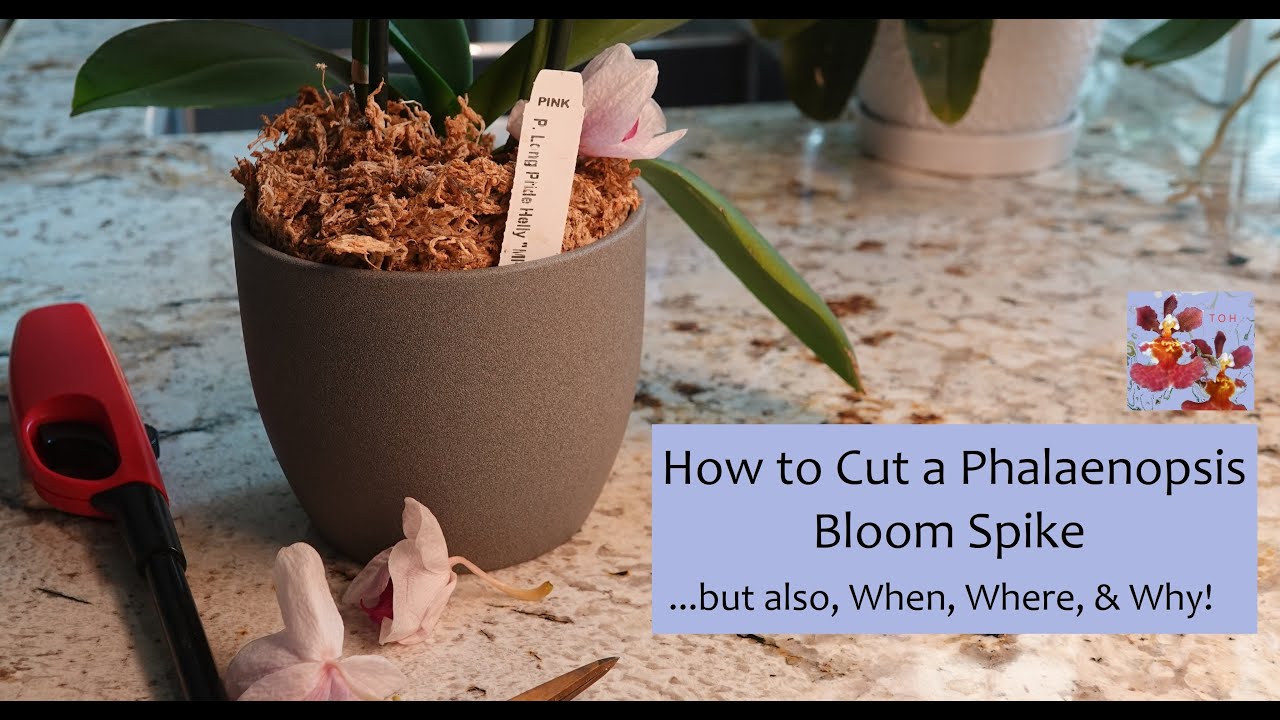 How to Cut a Phalaenopsis Orchid Bloom Spike...But Also, When, Where, & Why! | Bloom Spike Removal