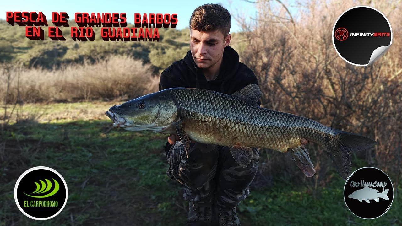 PESCA DE BARBOS EN EL RIO GUADIANA ENERO 2022