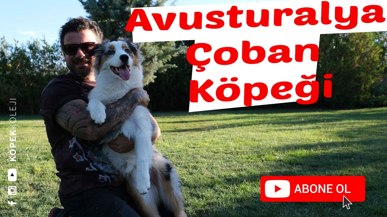 Irklar - Avusturalya Çoban Köpeği