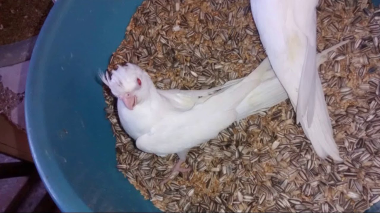EM QUANTO TEMPO NASCE UM FILHOTE DE CALOPSITA?