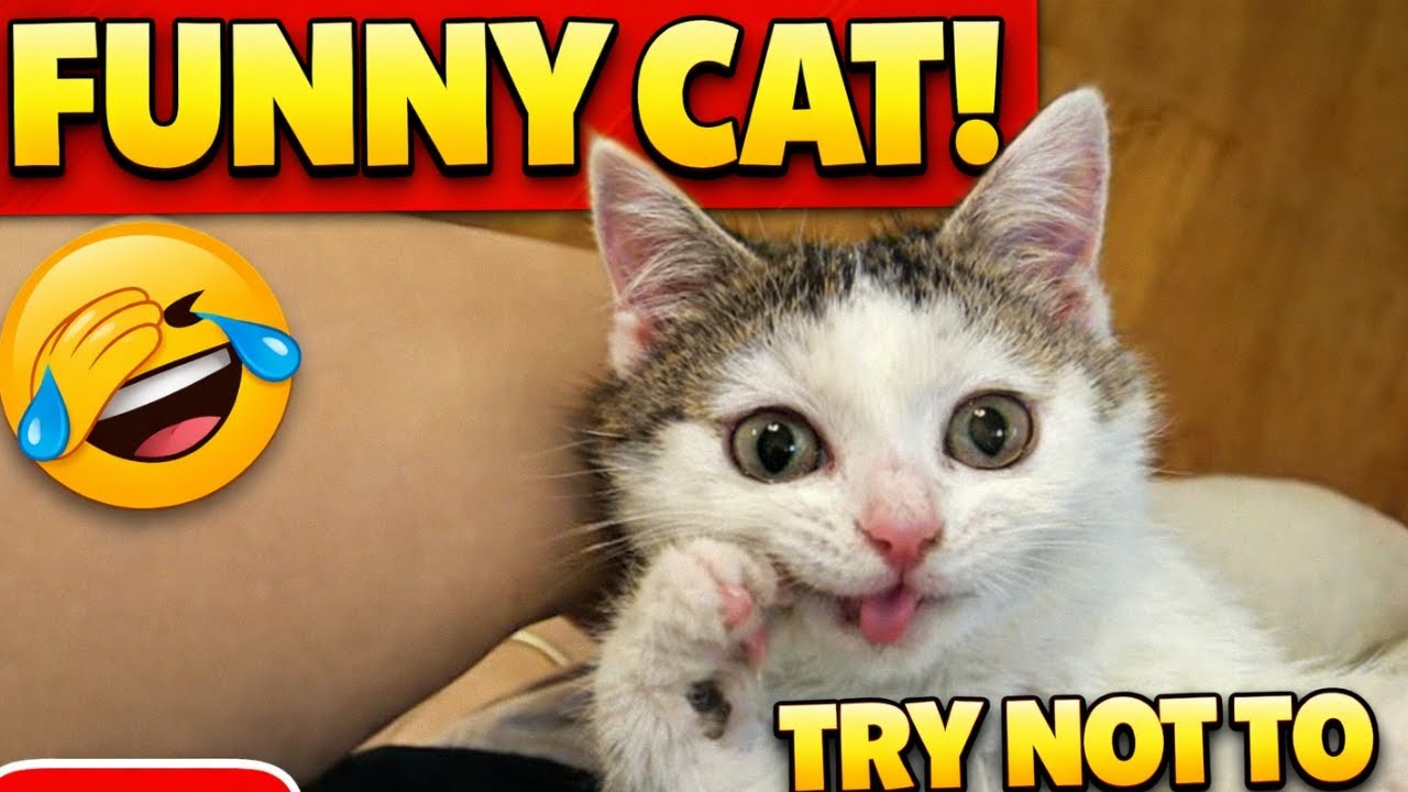 These Funniest Cats Will Make You Cry Laughing