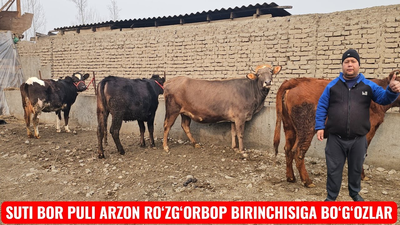22.01.2026. SUTI BOR BO‘G‘OZ ARZONI🔥 BIRINCHISIGA BO‘G‘OZLAR SARDOR AKADA🔥