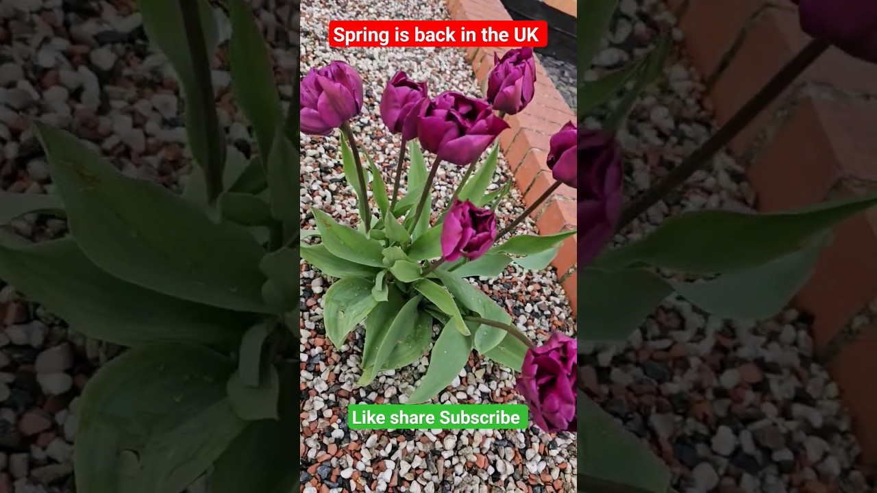 spring in the UK MALAYALAM nurse family