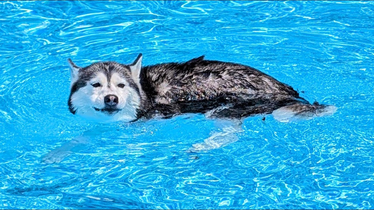This Dog DOES Still Go Swimming (only on her terms)