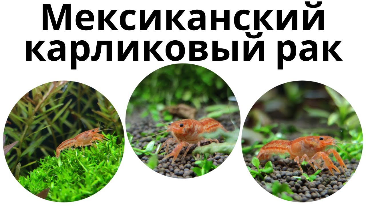 Мексиканский карликовый рак