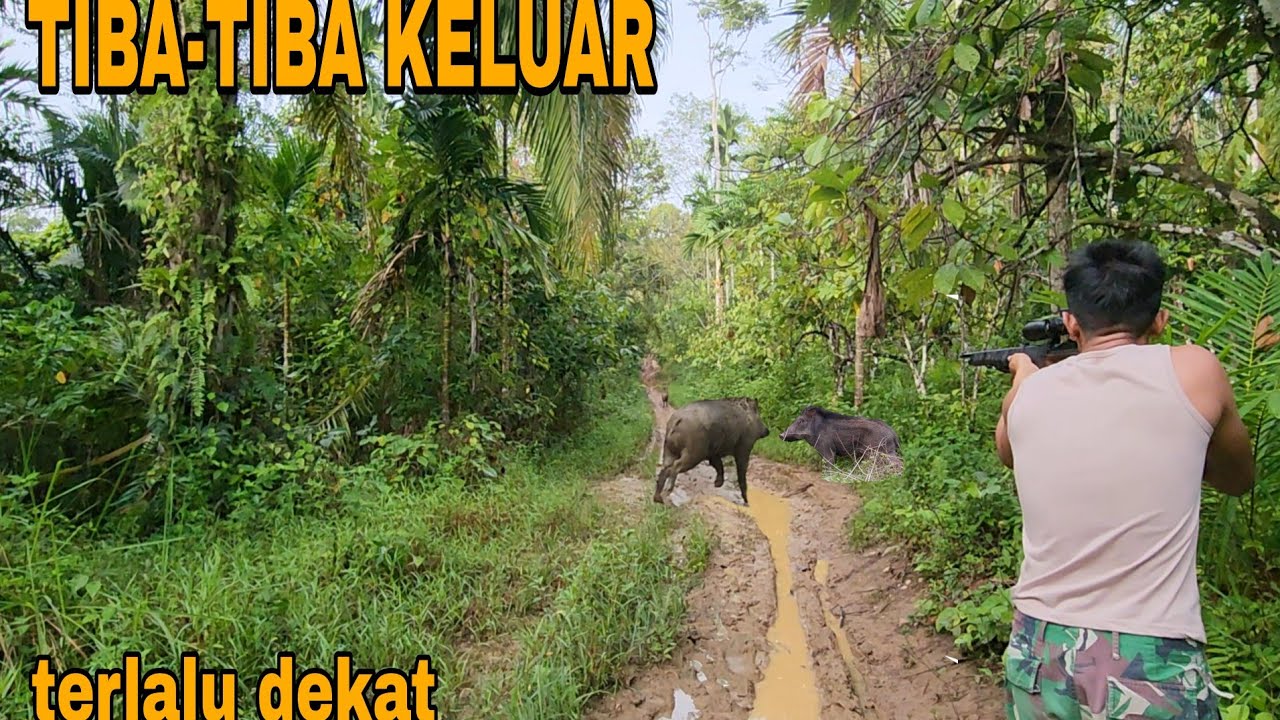 TERNYATA MONSTER BABI SEMAKIN BANYAK DI LADANG