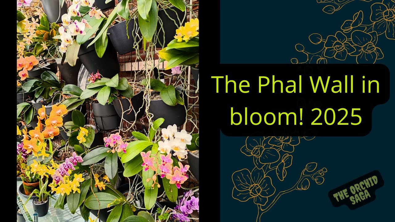 All my Phalaenopsis orchids in bloom! The Phal Wall 2025!