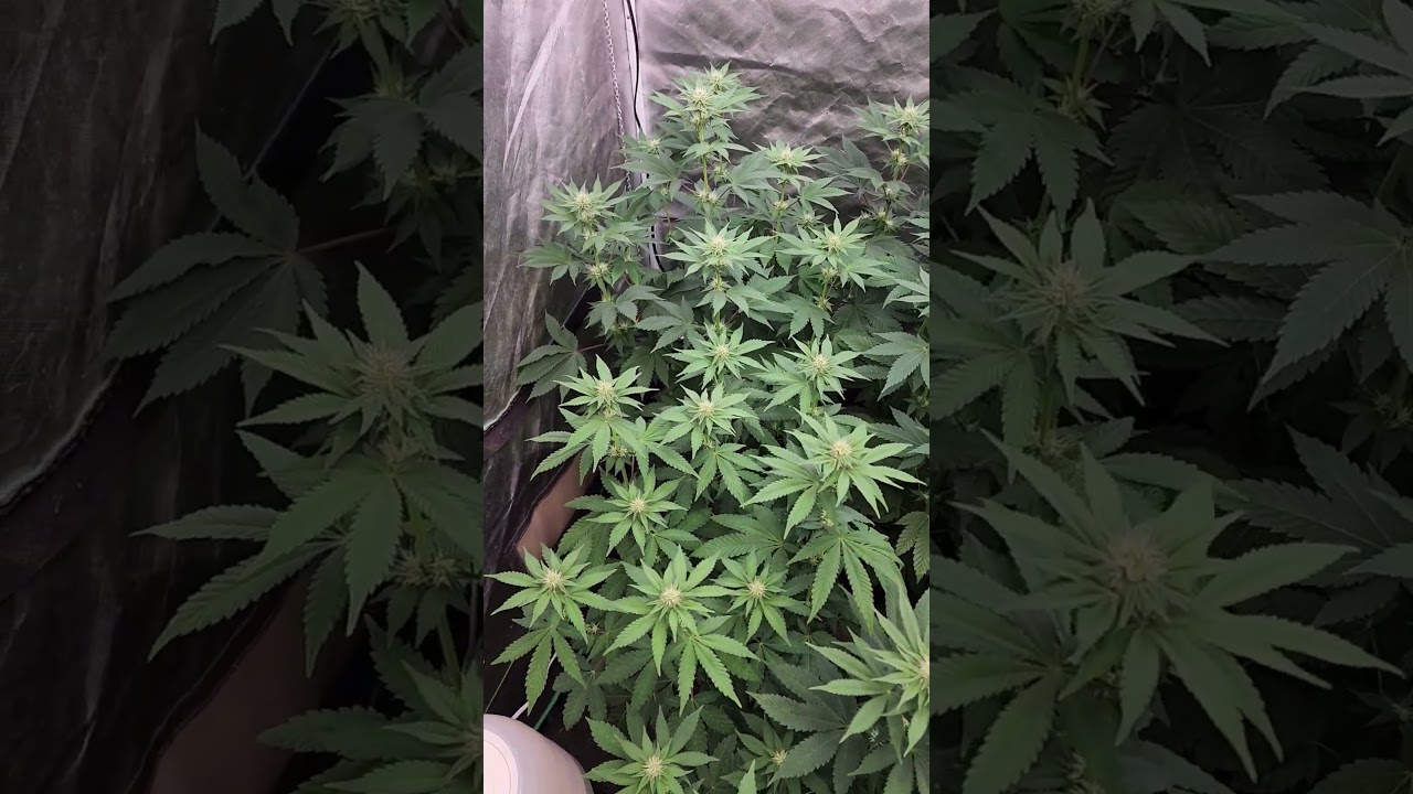 Honeydew Papaya on Defoliation Day