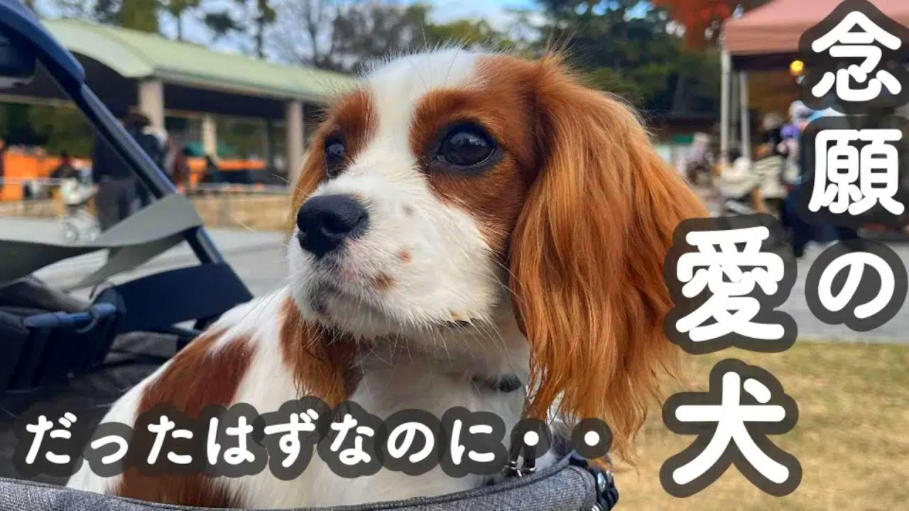 【限界】キャバリアをお迎えして半年。私たちの手には負えず・・・