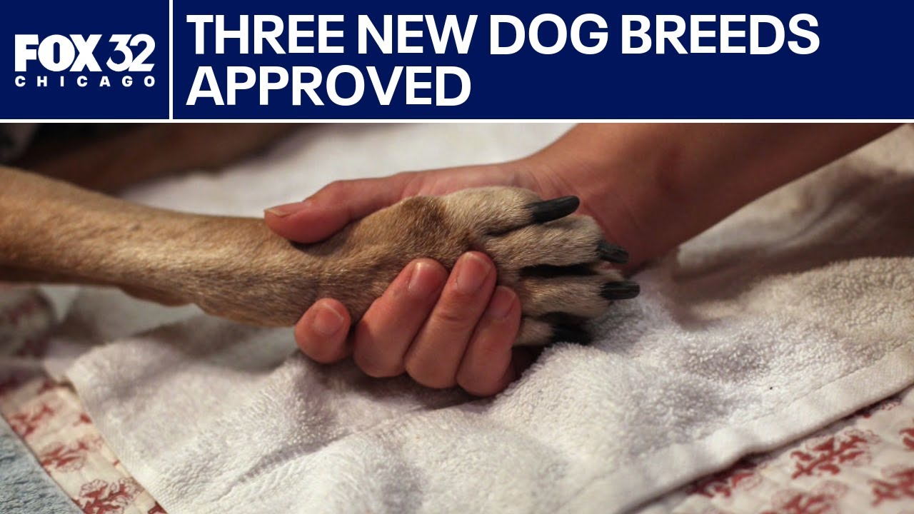 Three new dog breeds just got the AKC seal of approval | ChicagoLIVE