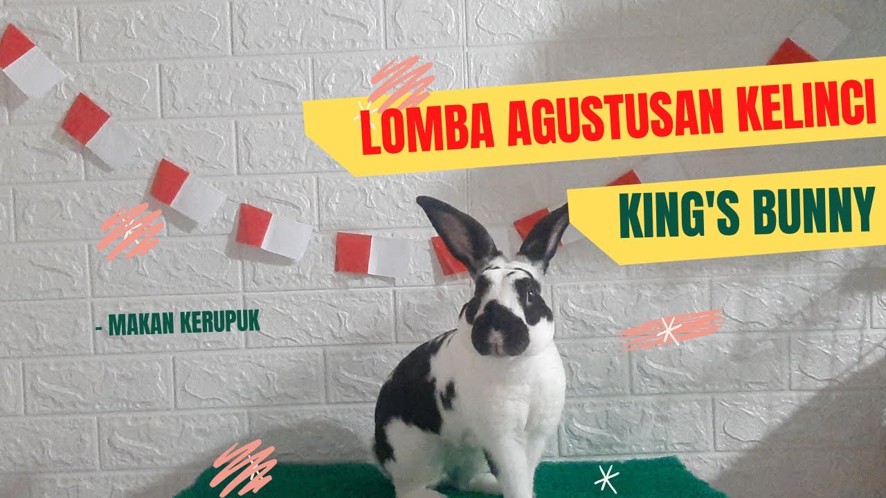 LOMBA 17 AGUSTUSAN KELINCI