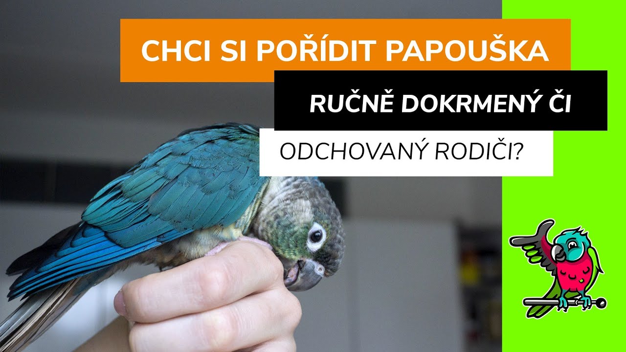 Ručně dokrmený či odchovaný pod rodiči? | Chci si pořídit papouška, 3.Díl