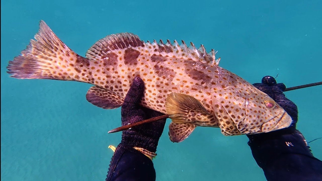 Delicious grouper