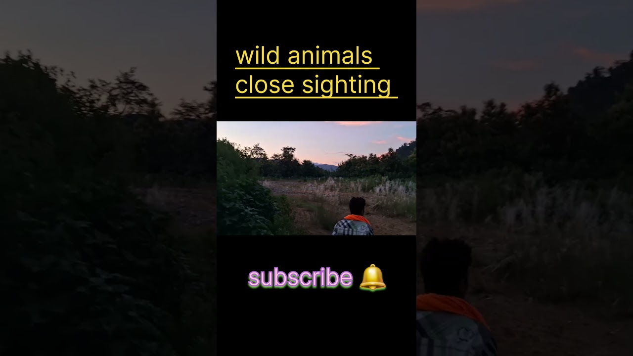 Incredibly Close Encounters With Wild Animals