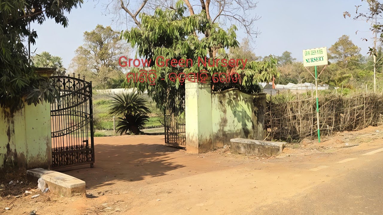 Largest Nursery in Mayurbhanj Odisha // ମୟୁରଭଞ୍ଜ ର ସବୁଠାରୁ ବଡ଼   ନର୍ସରୀ // Manitri- Badasahi road 