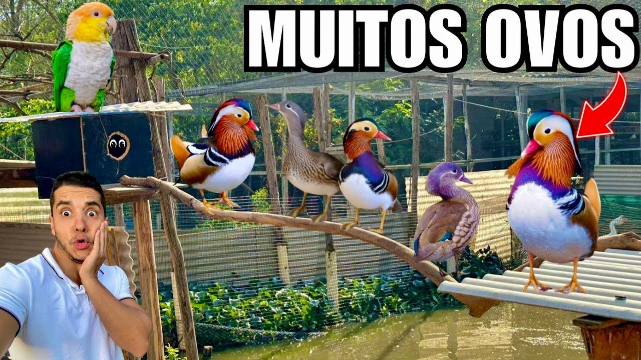 Começou a temporada de marreco mandarim, MUITOS OVOS  | Levei uma bicada na testa | Aves Recriar