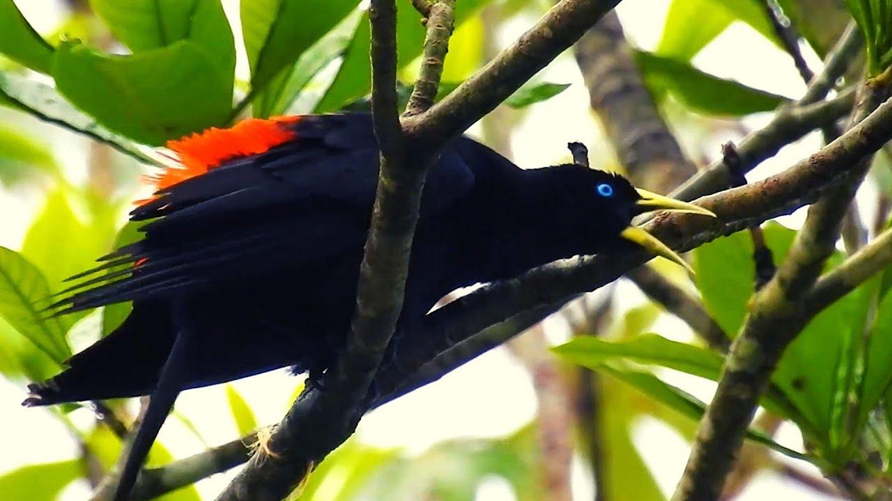 CANTO do GUAXE no ninhal (CACICUS HAEMORRHOUS), RED-RUMPED CACIQUE, JAPIIM-DE-COSTAS-VERMELHAS.