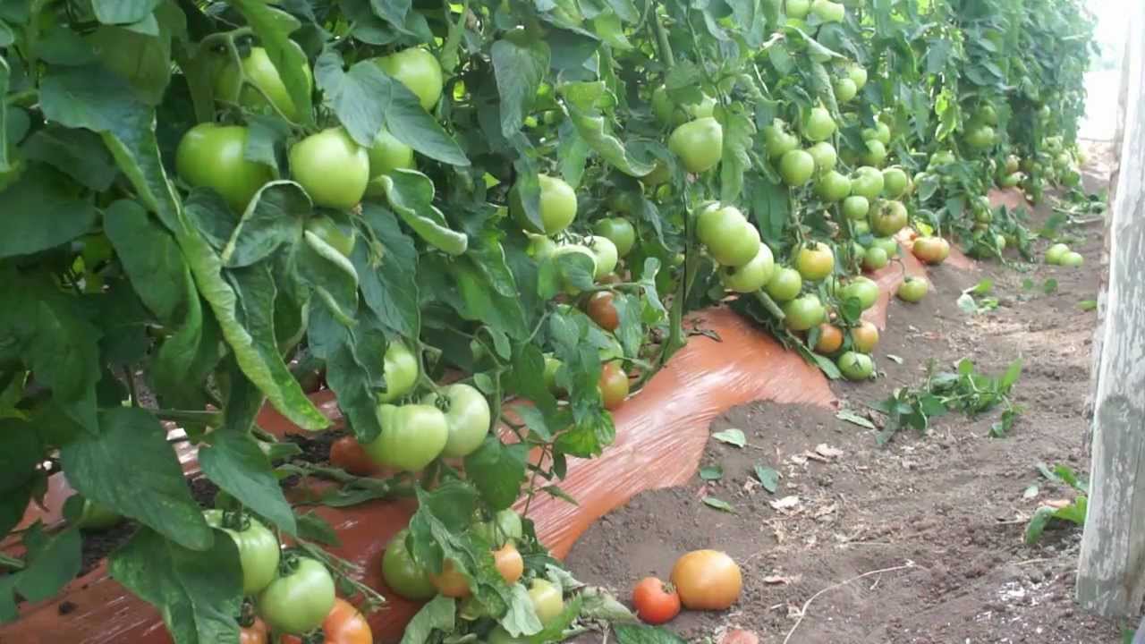 Tomate Libertador de Sakata