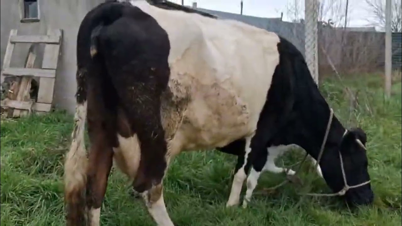 Üçüncü Qarına İvanofka Cinsi 20 Litr Süd Verən İnək Satilir Tel:051.792.83.28