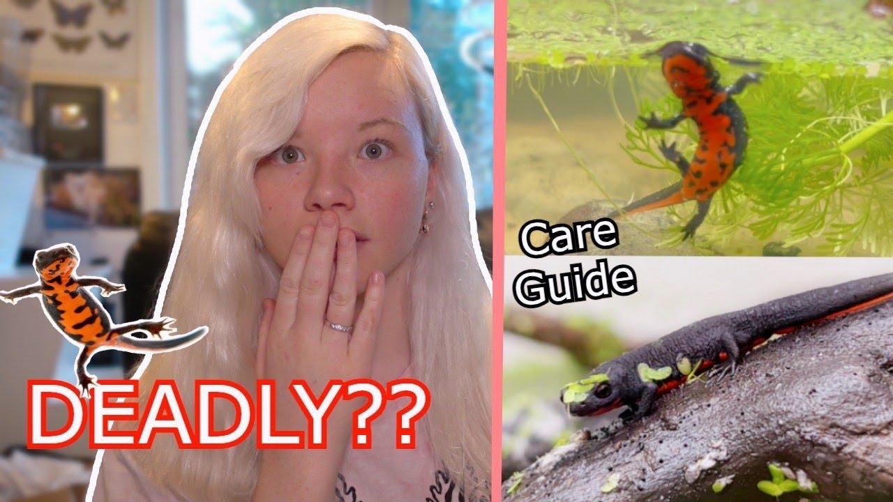 Firebelly Newt CARE GUIDE