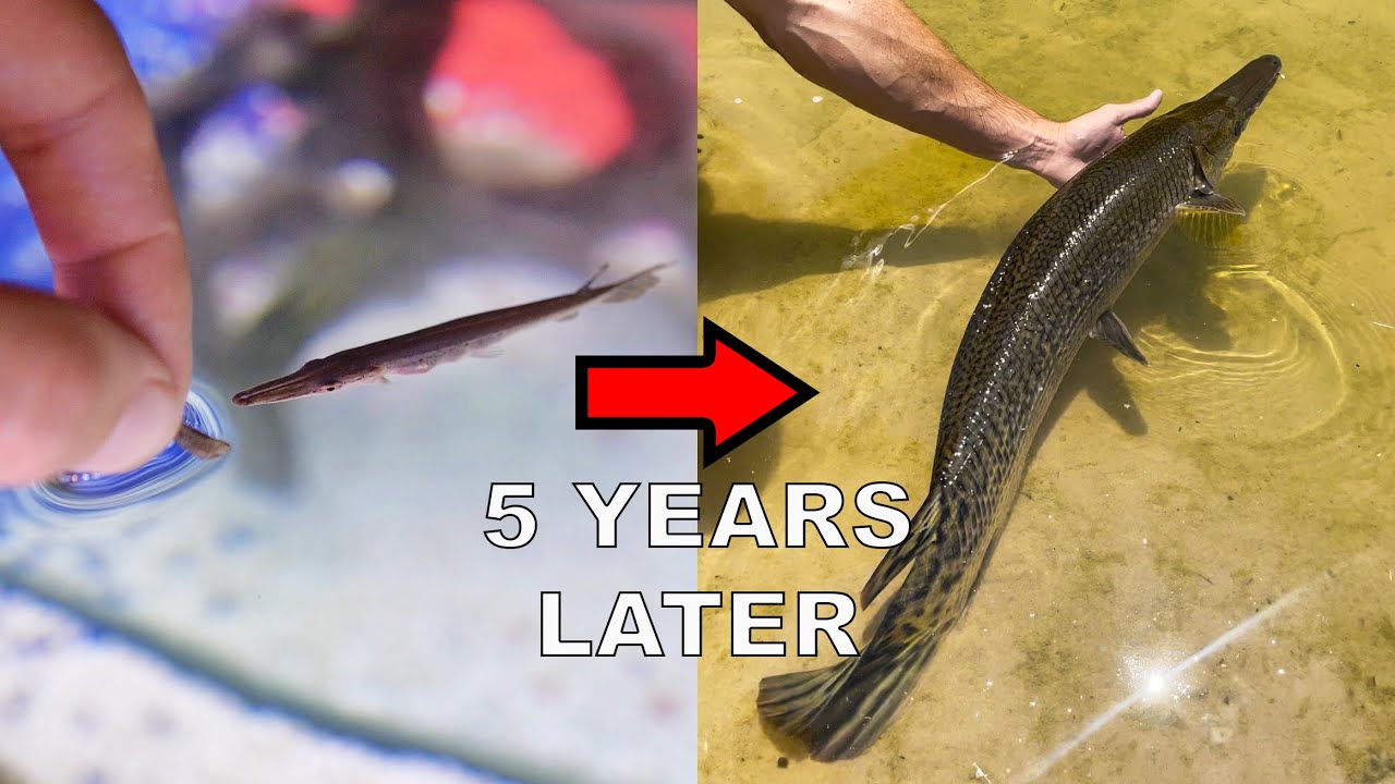 Мой домашний аллигатор-щука: 5 лет спустя!