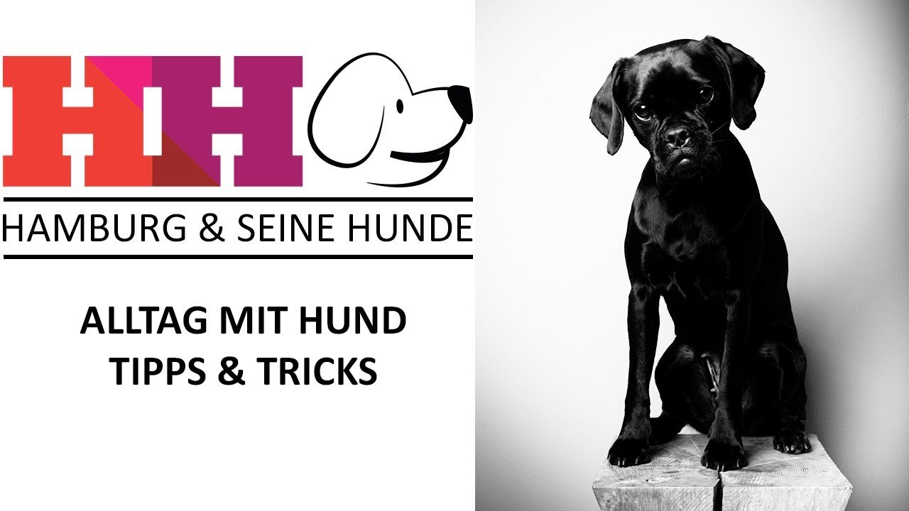 Hamburg & seine Hunde | Folge 21 - Alltag mit Hund &ndash; Tipps & Tricks