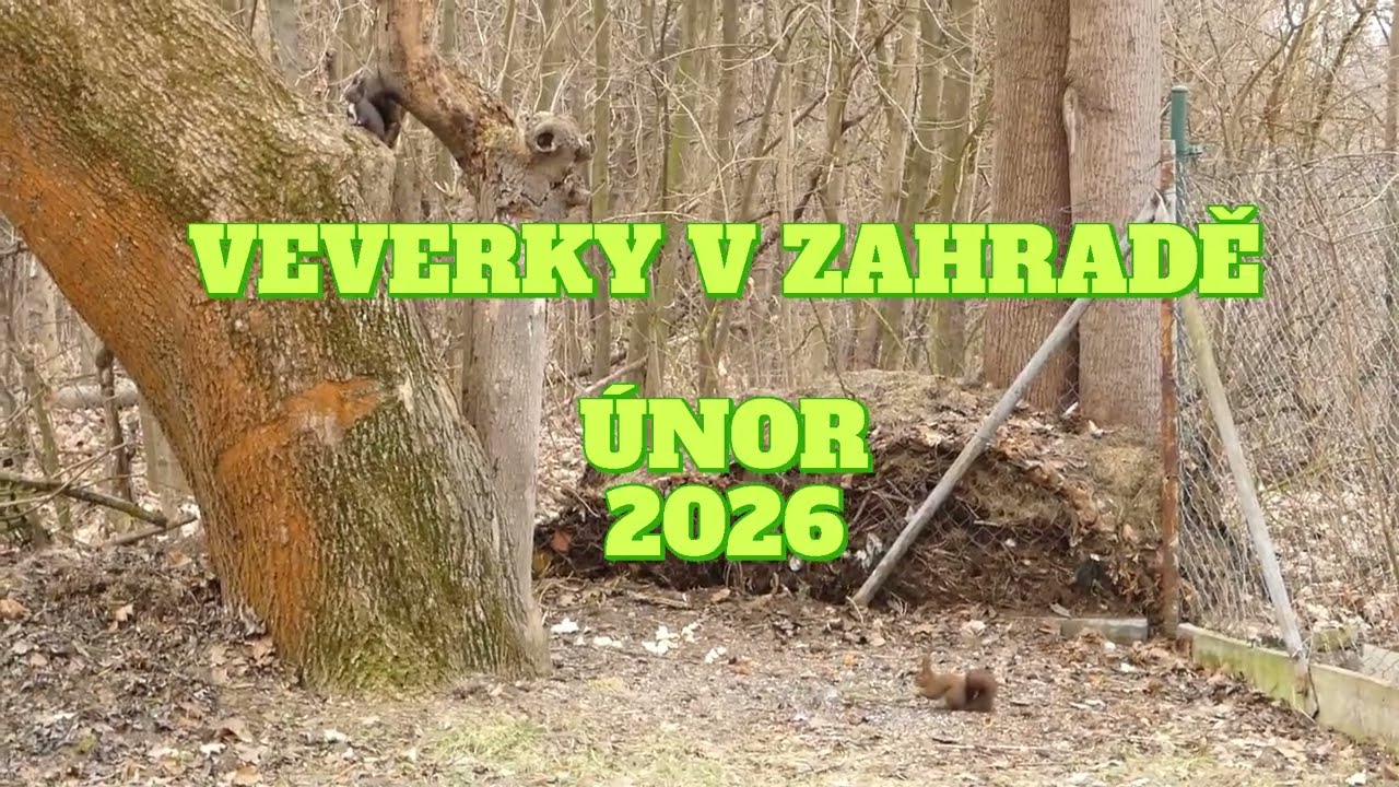 VEVERKY V ZAHRADĚ / ÚNOR 2026