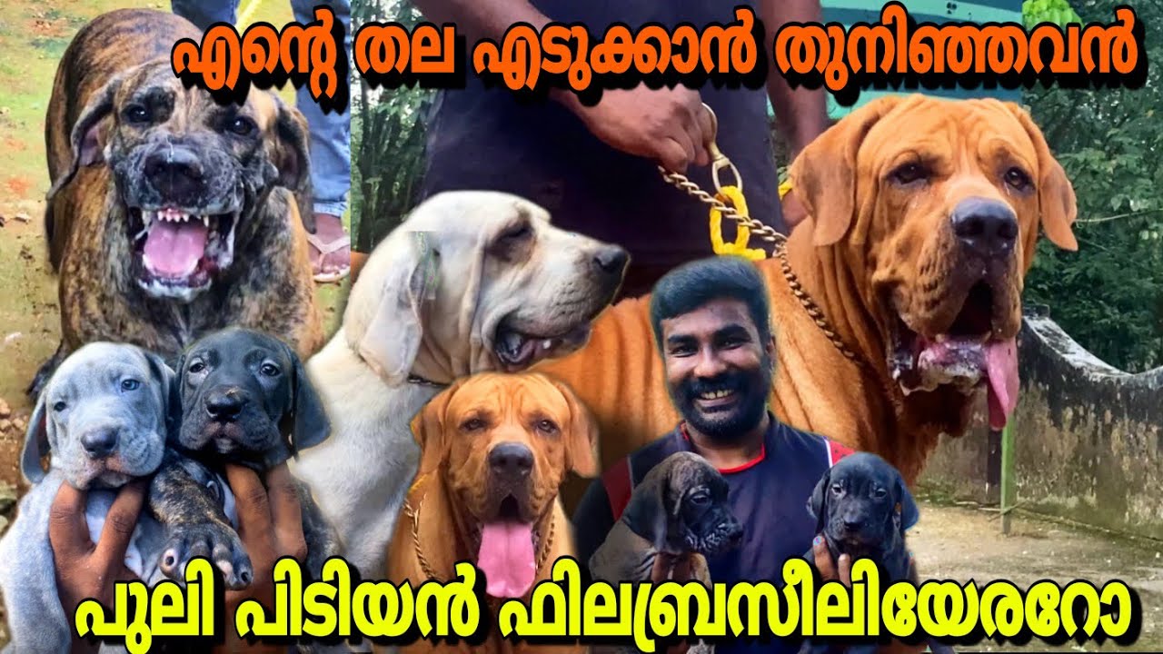 ഇവൻ ലോകത്തിലേ രണ്ടാമത്തെ അപകടകാരി | Fila brasilierio Brazilian masttiff | Puppies #doglovers